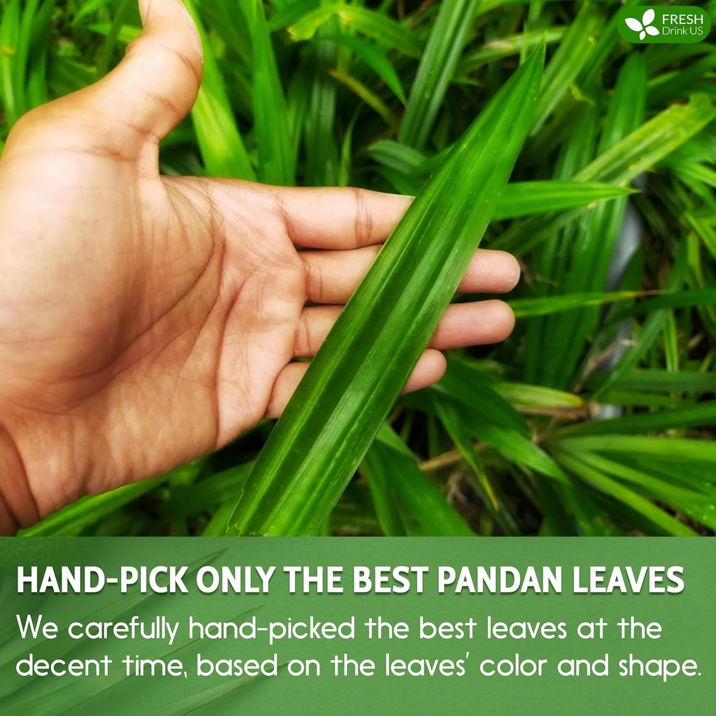 FreshDrinkUS, Premium 30 Pandan Leaf Tea Bags, 100% Natural & Pure from Pandan Leaves. Loose Leaf Pandan Herbal Tea. Made with Natural Material Tea Bags. No Sugar, No Caffeine, No Gluten, Vegan. (30 Tea bags)