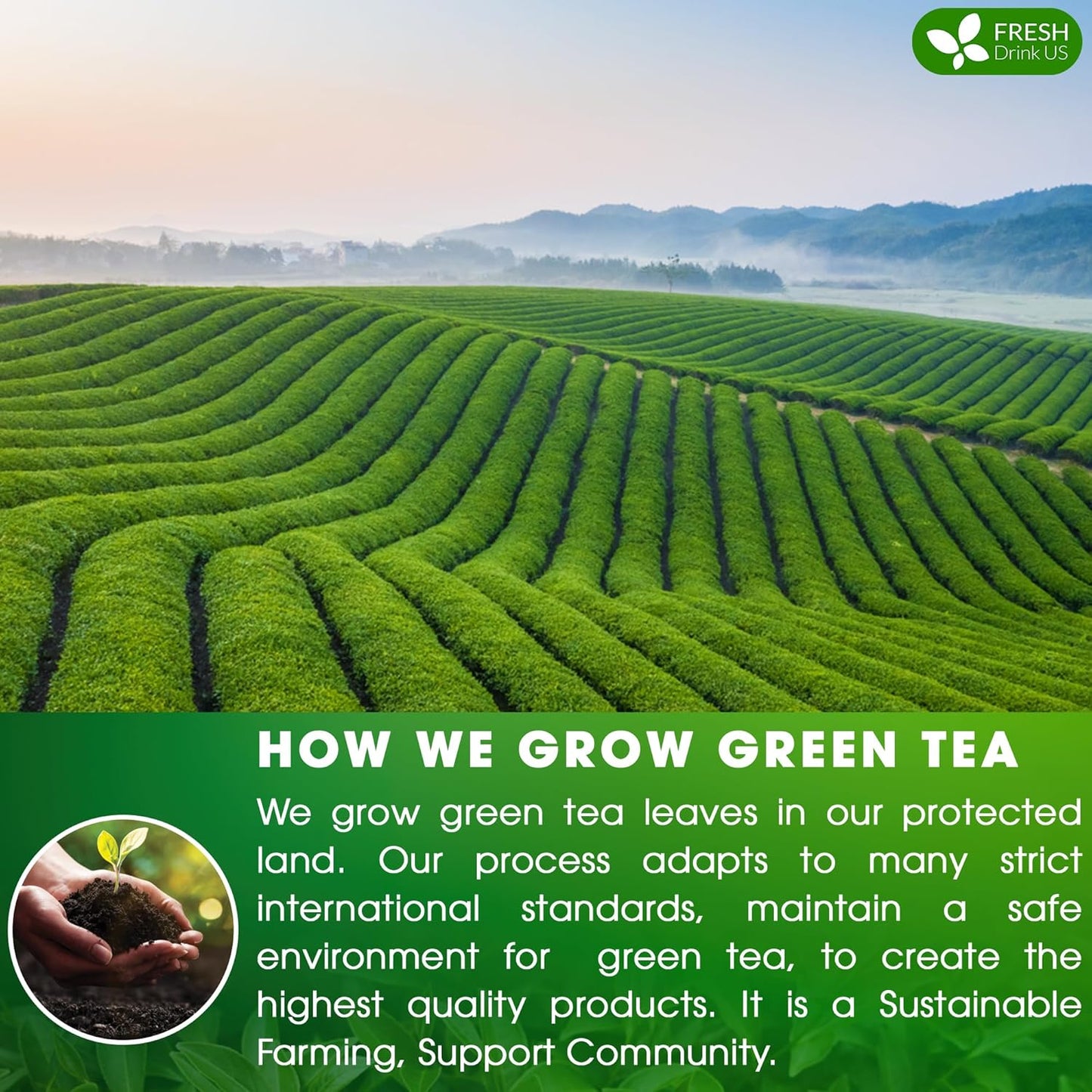FreshDrinkUS, Premium 120 Green Tea Bags, 100% Natural & Pure from Green Tea. Green Herbal Tea. Made with Natural Material Tea Bags. No Sugar, No Gluten, Vegan